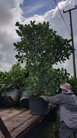 Pitch Apple Hedges For Sale In Florida